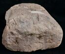 Large Edmontosaurus Toe Bone - #9882-2